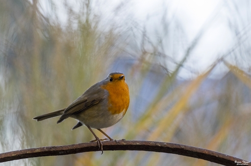 2018-12-26/Daenelyn.
Daenelyn-Faune sauvage.
