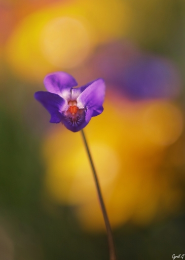2019-04-21/CarpoDingo
CarpoDingo-Flore et botanique.
