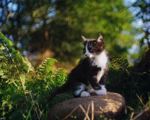 2019-07-08/CarpoDingo
CarpoDingo-Animaux domestiques ou captifs.
