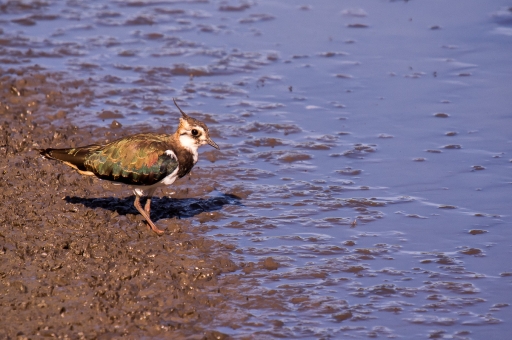 2019-07-23/TOFTOF
TOFTOF-Faune sauvage
