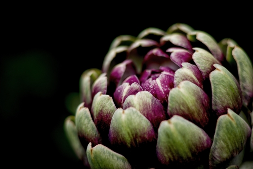 2019-07-30/TOFTOF
TOFTOF-Flore et botanique.
