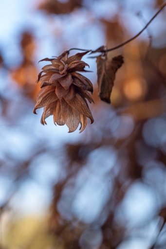 2019-11-19/TOFTOF
TOFTOF-Flore et botanique.
