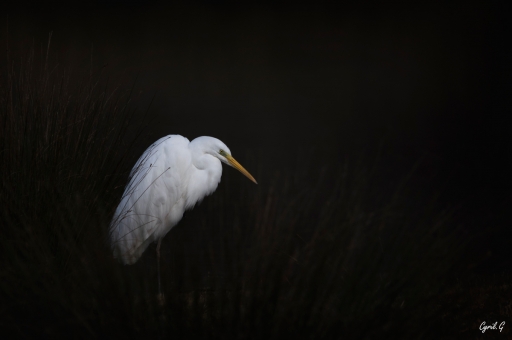 2020-03-08/CarpoDingo 
CarpoDingo-Faune sauvage.
