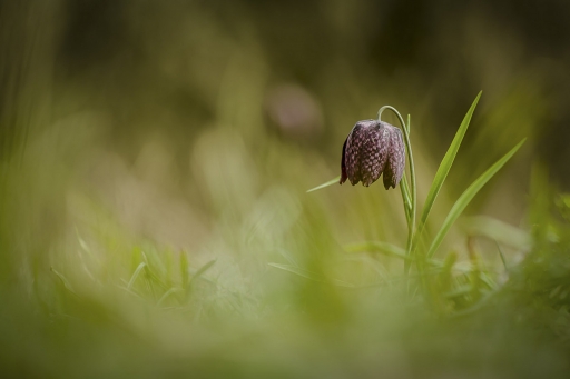 2020-03-08/Opus21
Opus21-Flore et Botanique.
