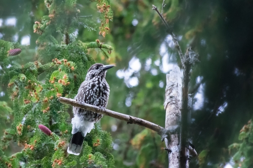 2020-05-26/ASM
ASM/Faune sauvage
