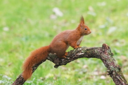 2020-08-18/CarpoDingo 
CarpoDingo-Faune sauvage.
