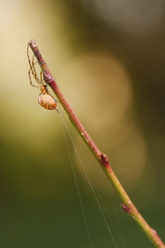 2017-11-28/Kobaia
Kobaia-Macro et proxiphotographie nature
