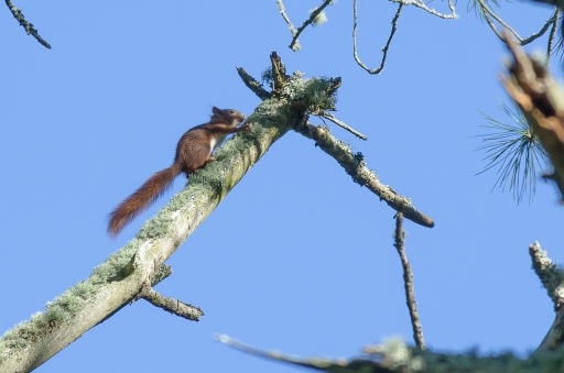 2017-11-14/Le Bernard
Le Bernard-Faune sauvage
