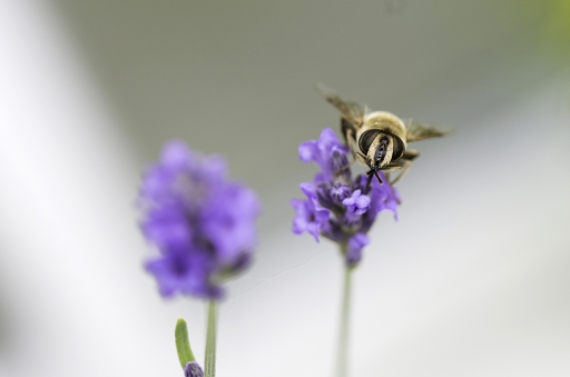 2016-11-01/Mathieu
Mathieu-Macro et proxiphotographie nature
