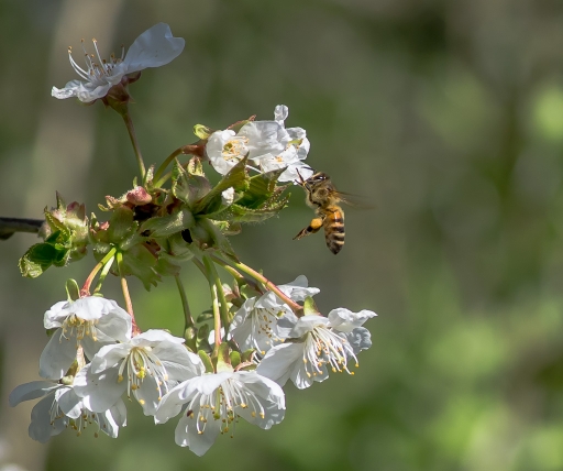 2016-04-14/Le Bernard
Le Bernard-Macro et proxiphotographie nature
