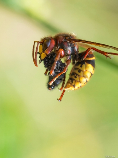 2017-08-20/Mickmac
Mickmac-Macro et proxiphotographie nature.
