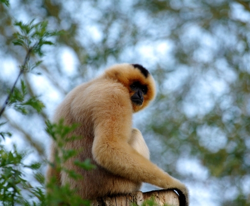 2017-08-22/papy57
papy57-Animaux domestiques ou captifs.

