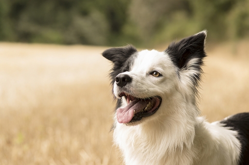 2016-08-29 / James Lee
James Lee "Ploemeur et ses alentours"
