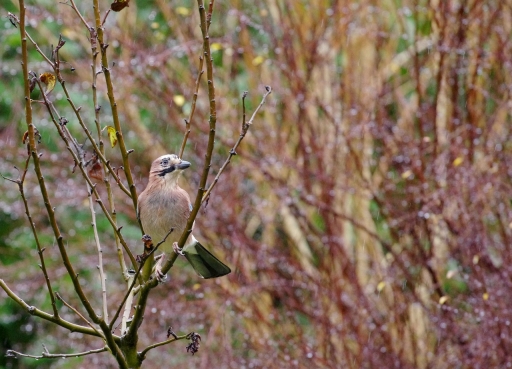 2019-12-17/papy57
papy57-Faune sauvage
