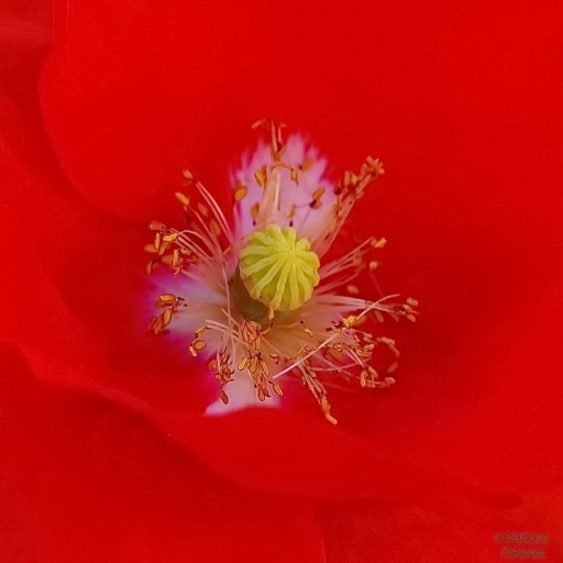 2016-07-13/OursDePyrene
OursDePyrene-Fore et Botanique
