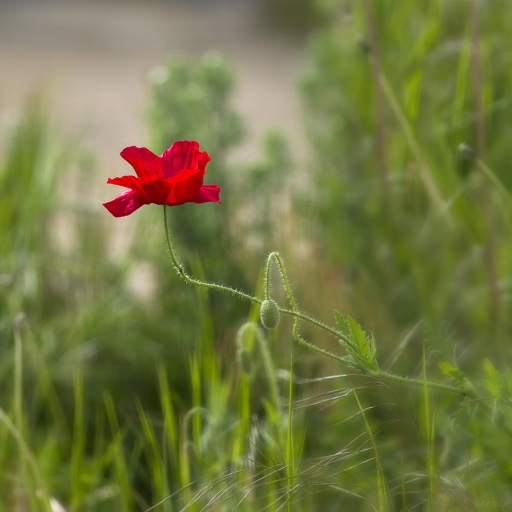 2019-06-07/Berzip
Berzip_Flore et botanique 

