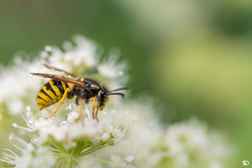 2020-01-14/SerDeber
SerDeber-Macro et proxiphotographie nature.
