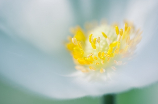 2017-08-23/Marceline
Marceline-Flore et Botanique.
