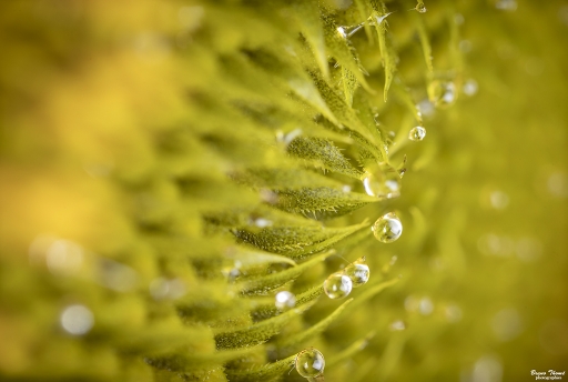 2019-09-09/Daenelyn
Daenelyn-Macro et proxiphotographie nature.
