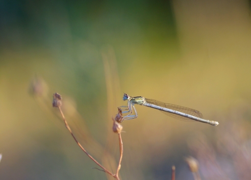 2020-07-31/papy57
papy57-Macro et proxiphotographie nature.
