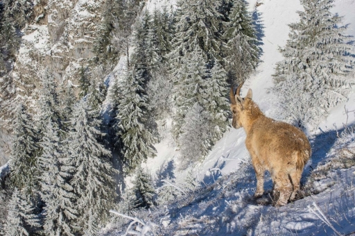 2019-05-07/ASM
ASM-Faune sauvage
