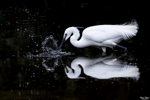 2019-05-17/Daenelyn
Daenelyn-Faune sauvage.
