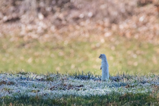 2019-03-28/ASM
ASM-Dans vos series "Mademoiselle l'hermine change de robe"
