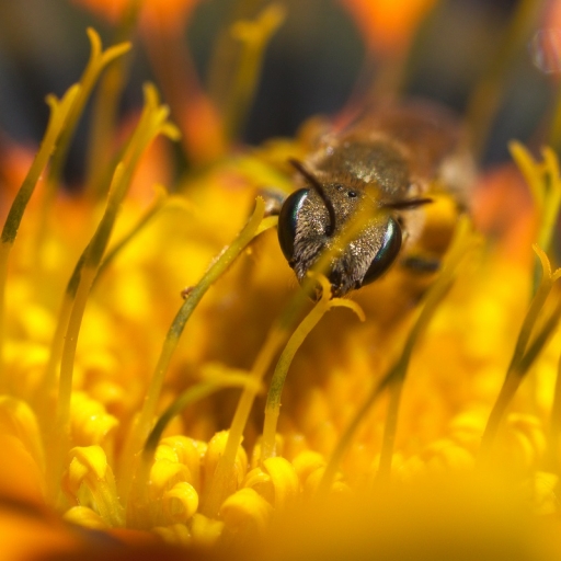2016-07-15/lignesbois
lignesbois-Macro et proxiphotographie nature.
