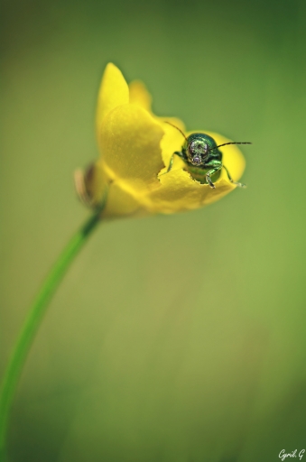 2017-06-10-CarpoDingo
CarpoDingo-Macro et proxiphotographie nature

