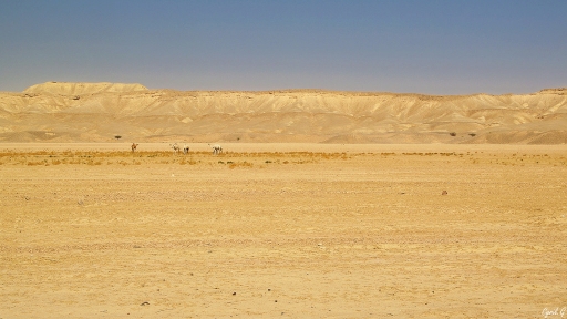 2019-01-28/CarpoDingo
CarpoDingo-Carnet de voyage en Jordanie (Partie 4)
