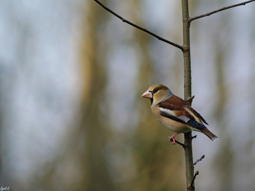 2018-07-17/CarpoDingo
CarpoDingo-Faune sauvage
