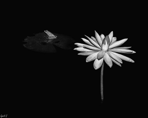 2017-09-21/CarpoDingo
CarpoDingo-Macro et proxiphotographie nature
