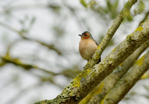 2019-04-19/papy57
papy57-Faune sauvage
