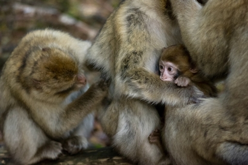 2019-10-31/Mickmac
Mickmac-Animaux domestiques ou captifs.

