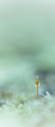 2016-01-27/Marceline
Marceline-Flore et botanique
