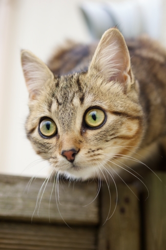 2016-12-24/Marceline
Marceline-Animaux domestiques ou captifs.
