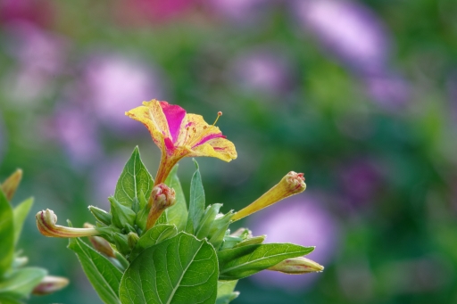 2017-08-12/MSA
MSA-Flore et Botanique.
