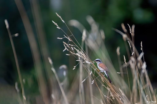 2020-08-04/Daenelyn
Daenelyn-Faune sauvage 
