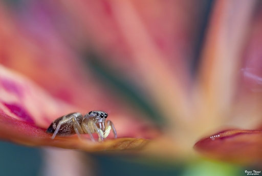 2019-08-17/Daenelyn
Daenelyn-Macro et proxiphotographie nature.
