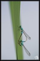 Nom du fichier=15080806284720225313494466.jpg
Taille du fichier=289Ko
Dimensions : 684x1024
Ajouté le : 08 Août 2015 15080806284720225313494466.jpg