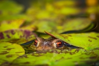 Nom du fichier=16110207304322239314602186.jpg
Taille du fichier=244Ko
Dimensions : 1024x683
Ajouté le : 02 Novembre 2016 16110207304322239314602186.jpg