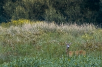 Nom du fichier=18072910444319148415827513.jpg
Taille du fichier=340Ko
Dimensions : 1024x681
Ajouté le : 30 Juillet 2018 18072910444319148415827513.jpg