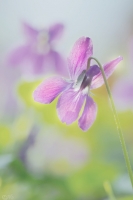 Nom du fichier=19030409183224596216144876.jpg
Taille du fichier=100Ko
Dimensions : 853x1280
Ajouté le : 04 Mars 2019 19030409183224596216144876.jpg