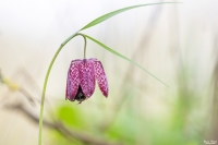 Nom du fichier=40377180763_718ec6709e_o.jpg
Taille du fichier=290Ko
Dimensions : 1024x681
Ajouté le : 11 Mars 2019 40377180763_718ec6709e_o.jpg