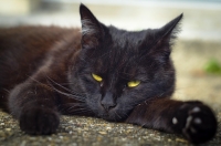 Nom du fichier=455446IMGP65311a.jpg
Taille du fichier=279Ko
Dimensions : 1000x662
Ajouté le : 04 Septembre 2016 455446IMGP65311a.jpg