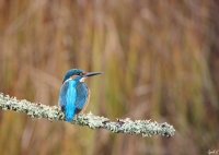 Nom du fichier=47118812992_7ce36572dd_o.jpg
Taille du fichier=484Ko
Dimensions : 1200x857
Ajouté le : 14 Mars 2019 47118812992_7ce36572dd_o.jpg