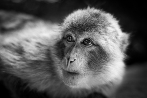 2015-09-29/galuchar
galuchar [Animaux domestiques ou captifs]
