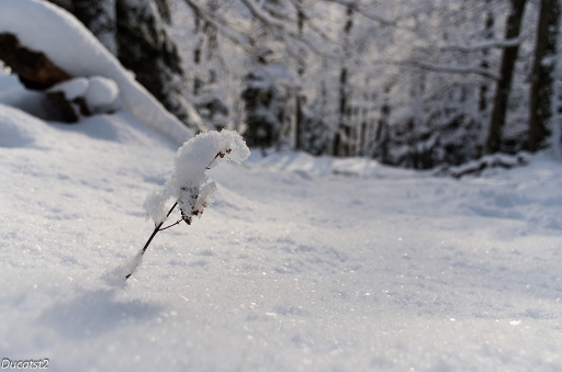 2015-02-04 / ducatst2
ducatst2 [Arbres/Forets/Vegetation]
