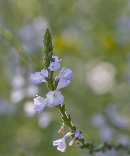 2013-10-02 / phoenix1366
phoenix1366 [Fleurs]

