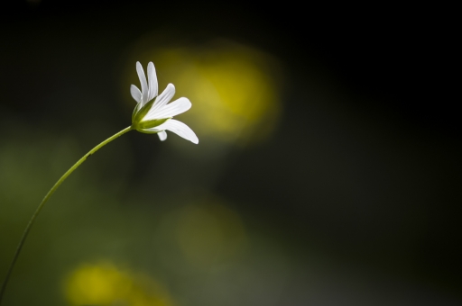 2016-05-18/siropdecitron
siropdecitron "Sortie macro-proxy et faune des 14-15-16 mai 2016 "
